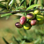 Turkish Olive Oil